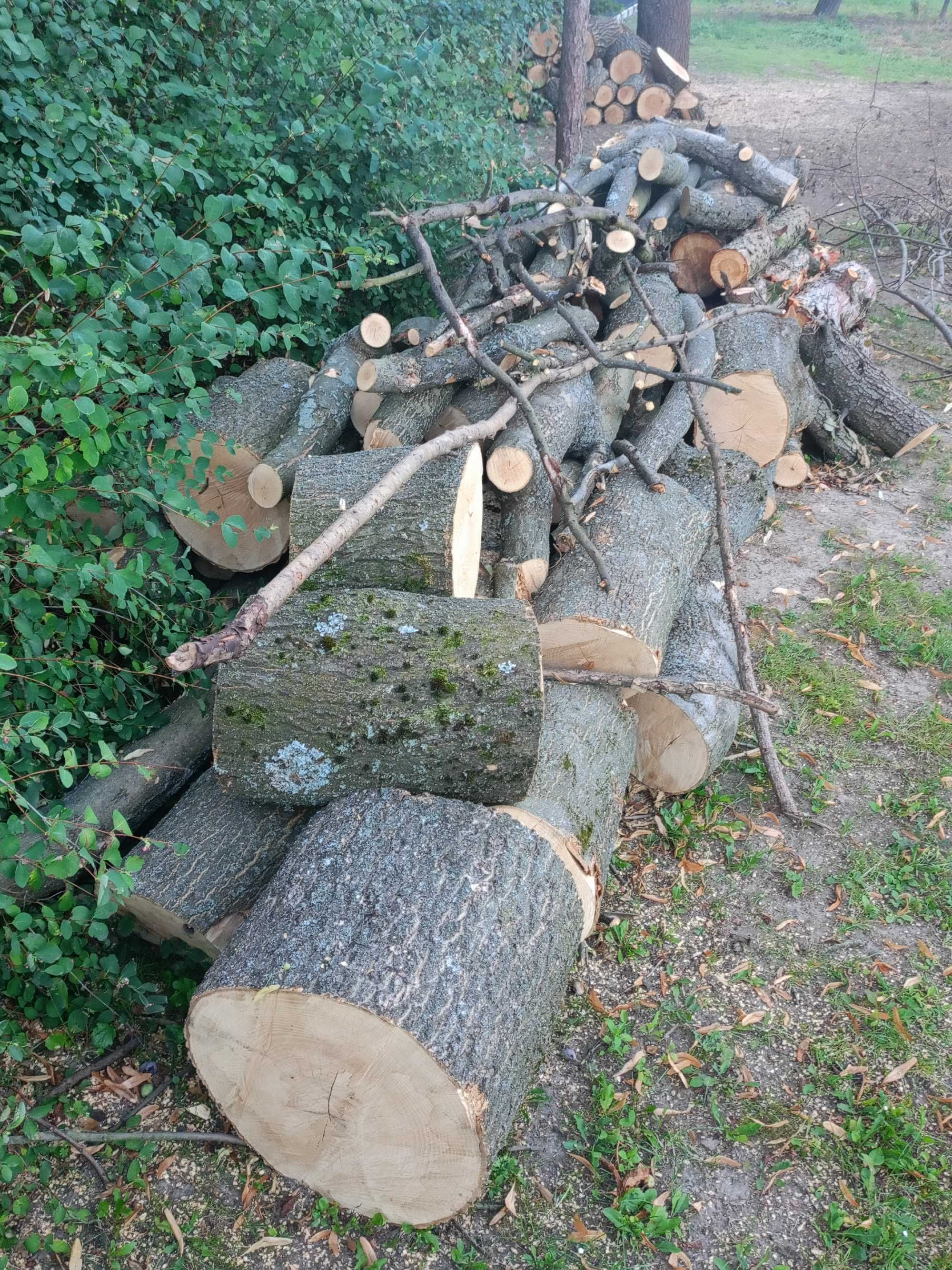 Sprzedam świeżo wycięte drzewo - jesion, modrzew, wierzba, topola