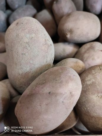 Ziemniaki jadalne bellarosa 15 kg