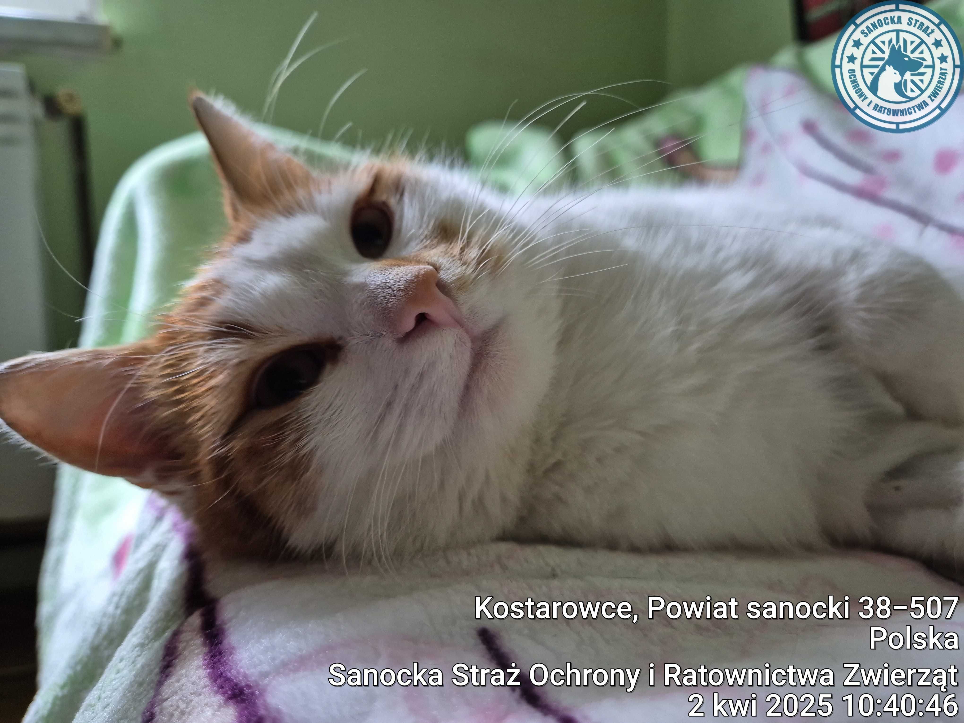 Memtoniu - kot do domu i przytulana.
