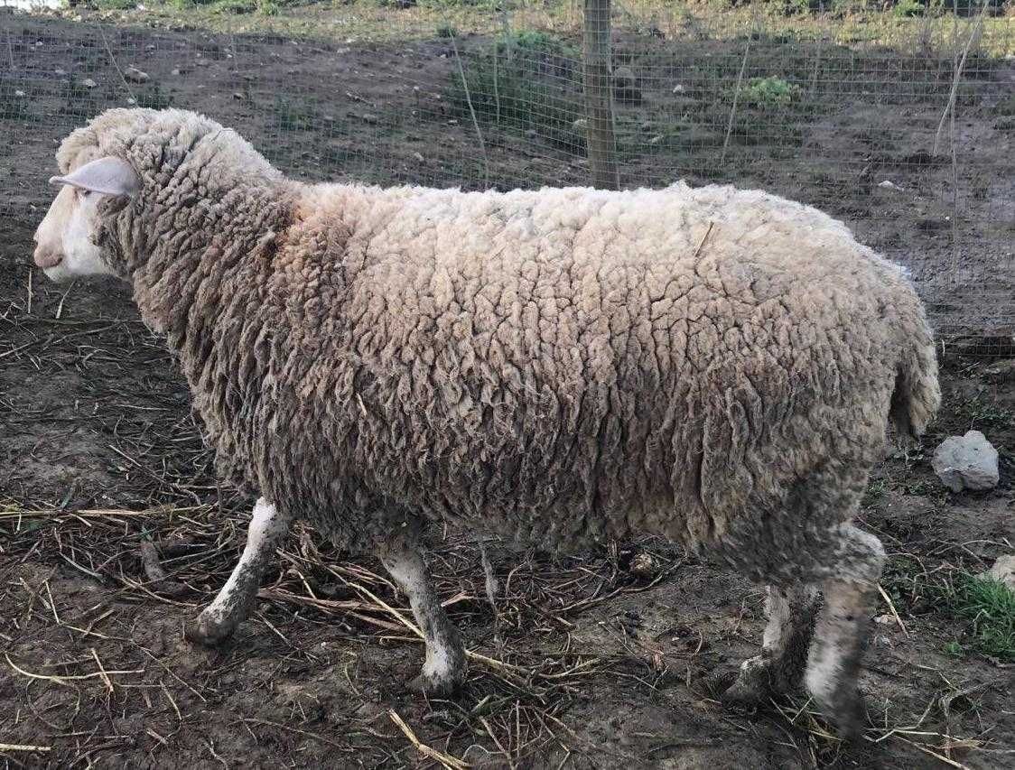 Vendo borregos merino cruzado