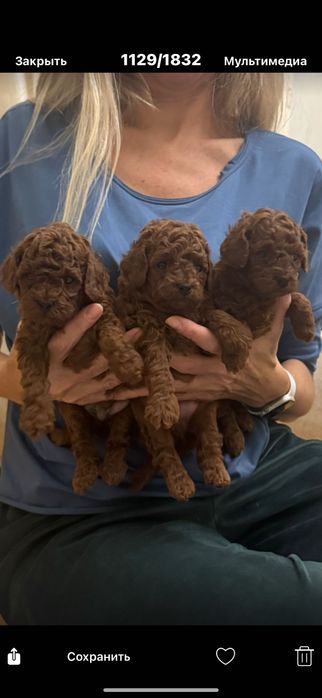 Той -пудель в насиченому окрасі  red-Braun