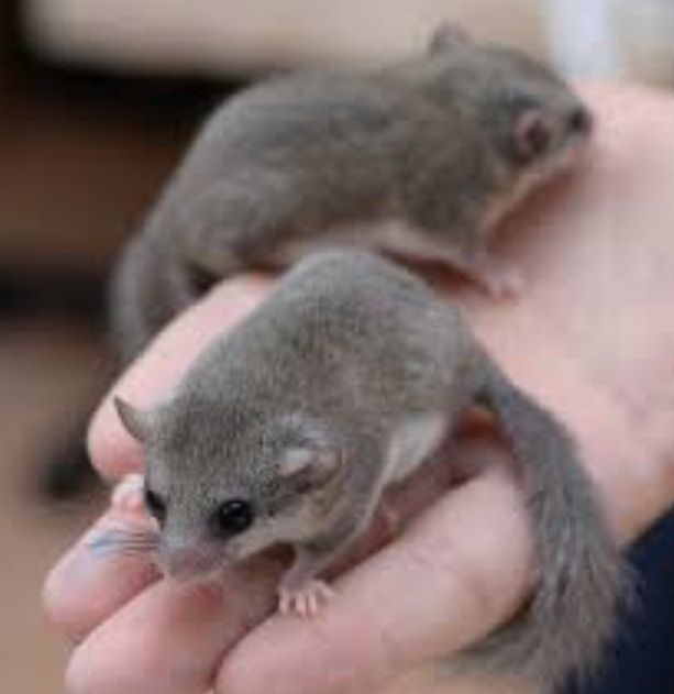 Popielice afrykańskie młode