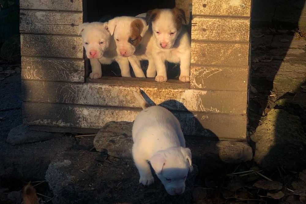Собачки у добрі руки