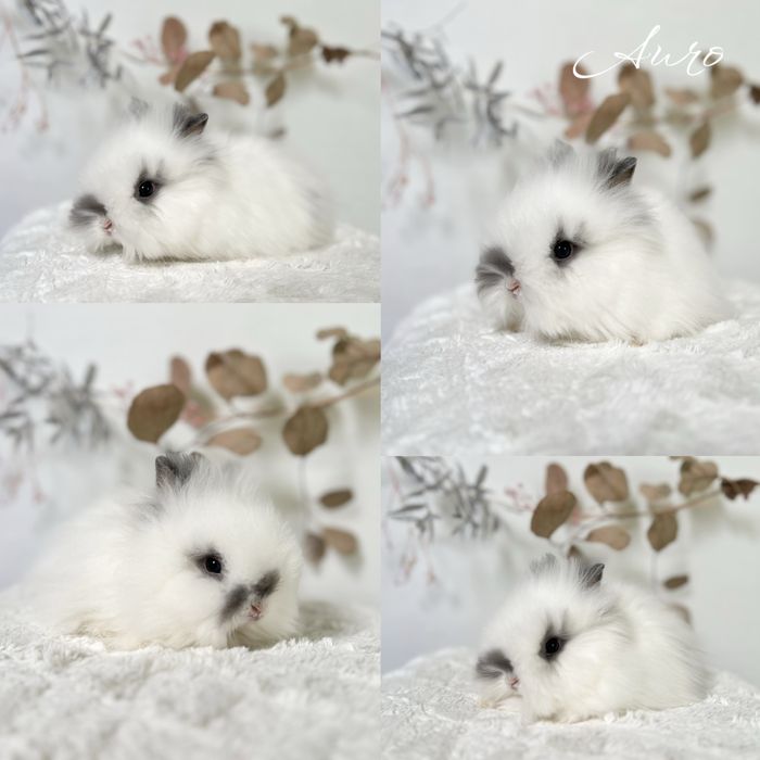 Króliczki Mini lop i Karzełki teddy Zarejestrowana hodowla