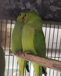 Ring neck verdes 2025