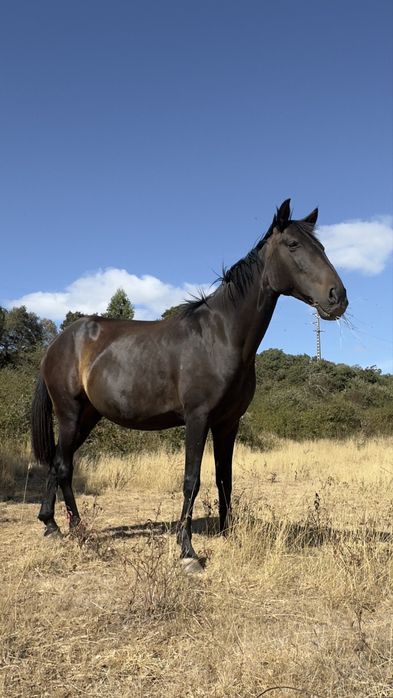 Éguas Lusitanas registadas  e pontuadas Ortigao Costa