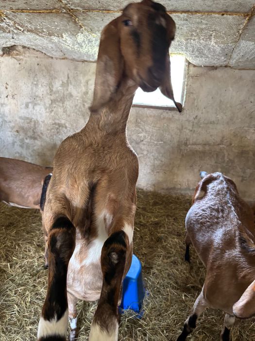 kozy anglonubijskie, kozioł, kózki, okazja!!!