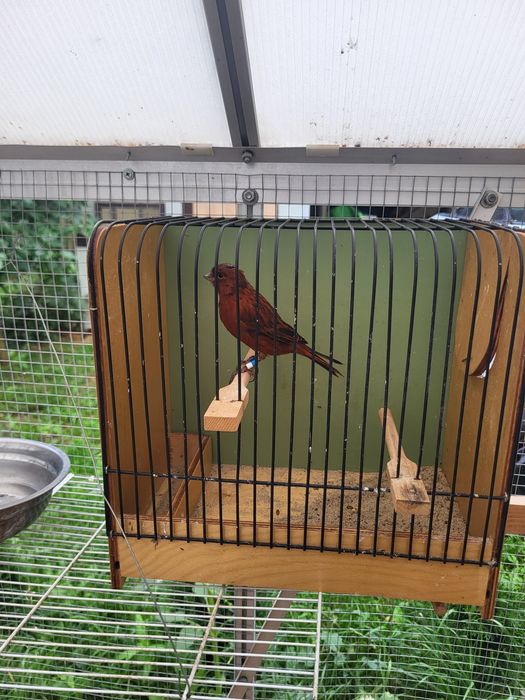 Kanarki kobalty, kasztany, agaty