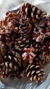 Шишки желуди семена гербарий мох платан украшения эпоксидная смола