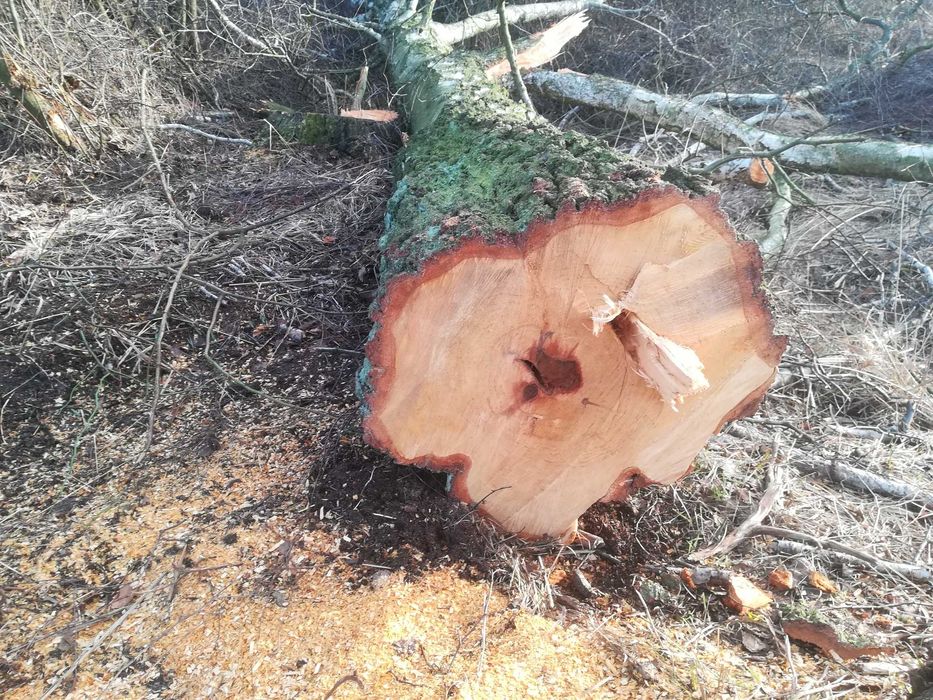 Plastry brzozy duży wybór stoliki, żywica itp.