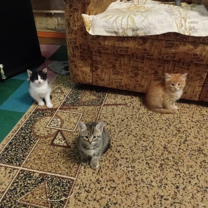 Кошенято безкоштовно