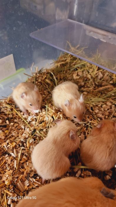 Грызуны разных окрасов хомячки джунгарские