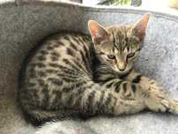 Daktyl, 3-miesięczny kocurek do adopcji