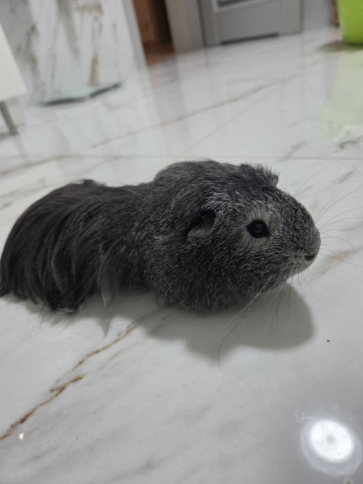 Swinka morska silver agouti samiec