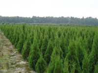 Thuja Smaragd 100,120,140,150,160 cm! Tuja Szmaragd! Dowóz! Tuje!