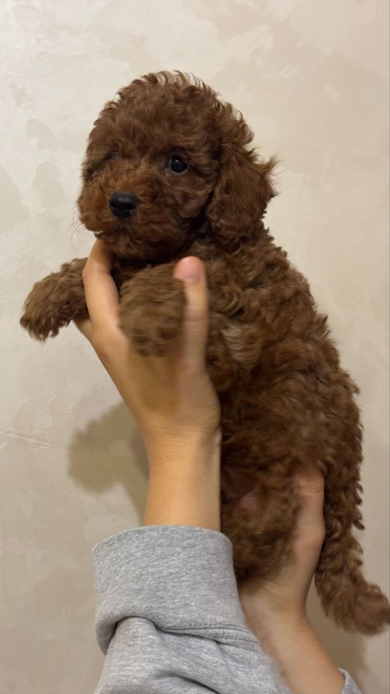 Poodle mini puppy