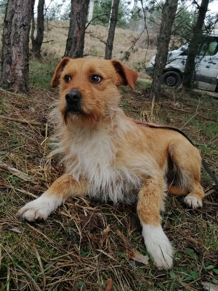 BENIJ szuka spokojnego domu