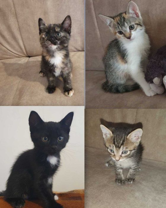 Кошенята шукають турботливу родину. Народжені 15.09