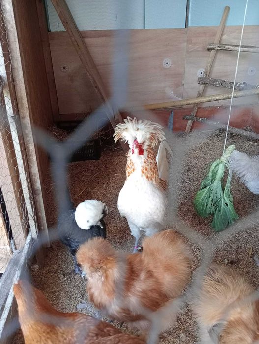 Vendo Ovos Galados Paduanas 2,50€/unidade