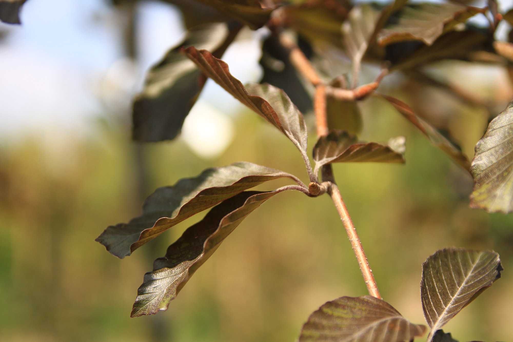 Buk kolumnowy Dawyck Gold, Purple Fontain, Purpurea Pendula, Rohan