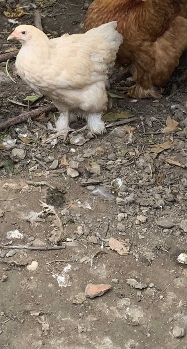 Ovos galados Pura raça Brahma Isabella ou Lavanda