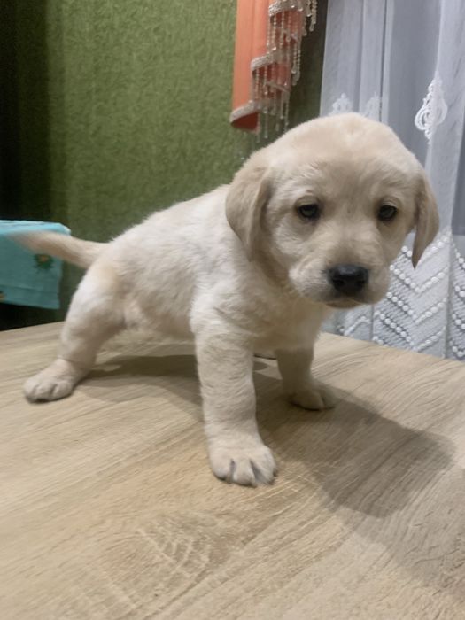 Цуценята Лабрадорів