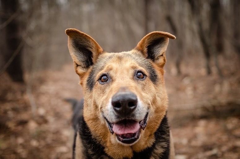 KUBUŚ | miłośnik szarpaków wyglądający jak owczarek do adopcji