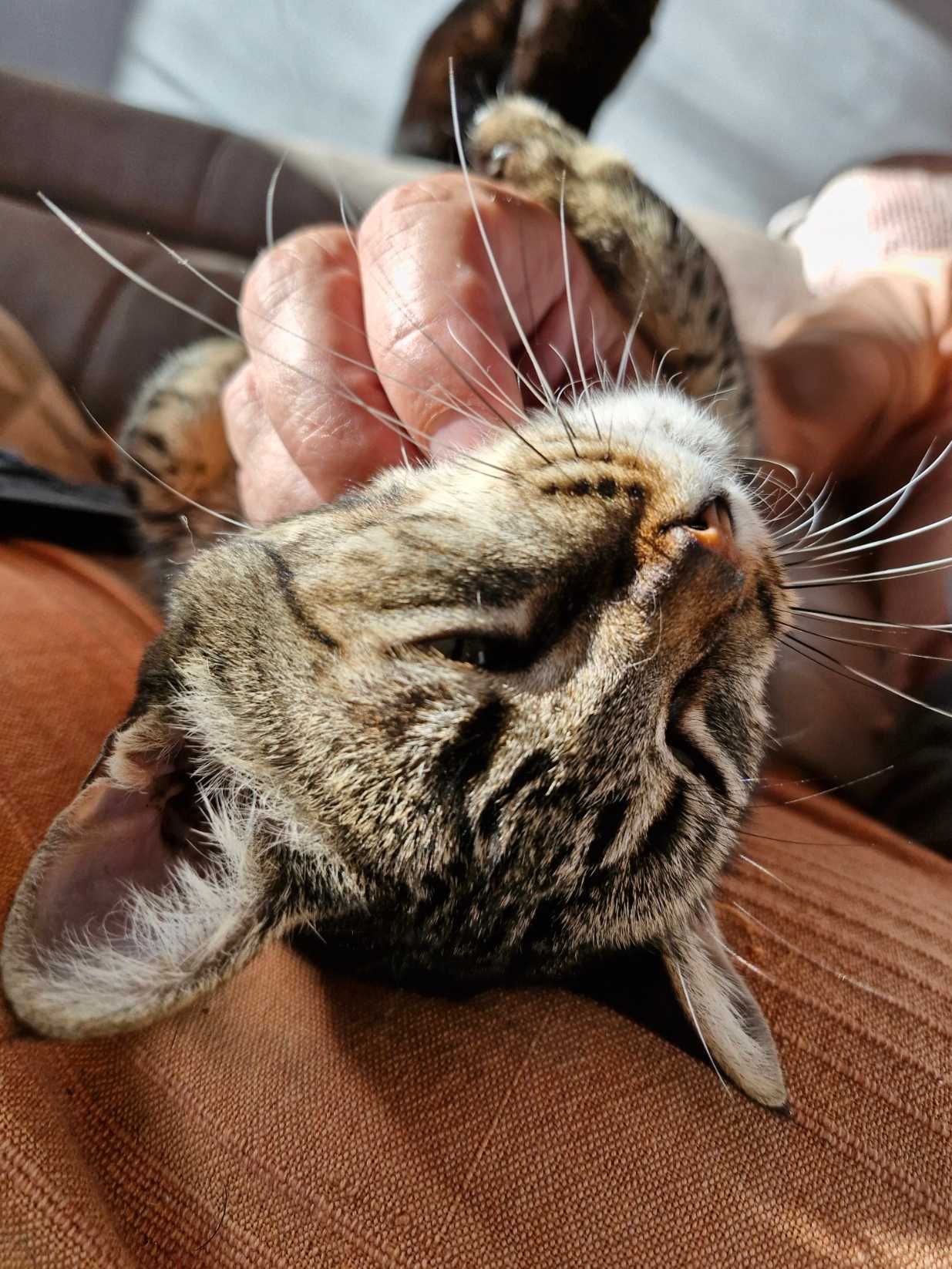 Pet Sitter Maria - a melhor companhia do seu cão ou gato