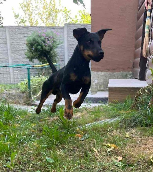 Собака для активних людей