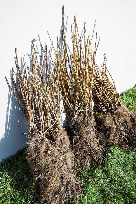 Sadzonki porzeczek czarnych LICENCJA PASZPORT JESIEŃ 2026 TISEL TIHOPE