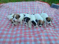 Szczeniak Jack Russell Terrier
