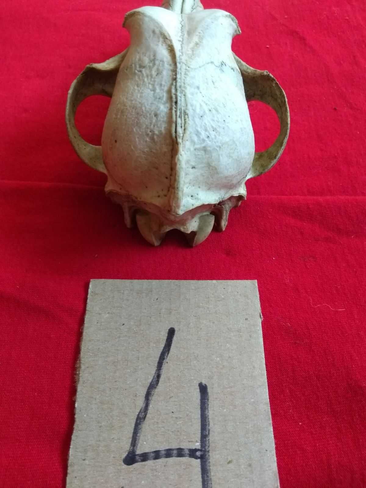 Череп собаки . Цена 420 грн.