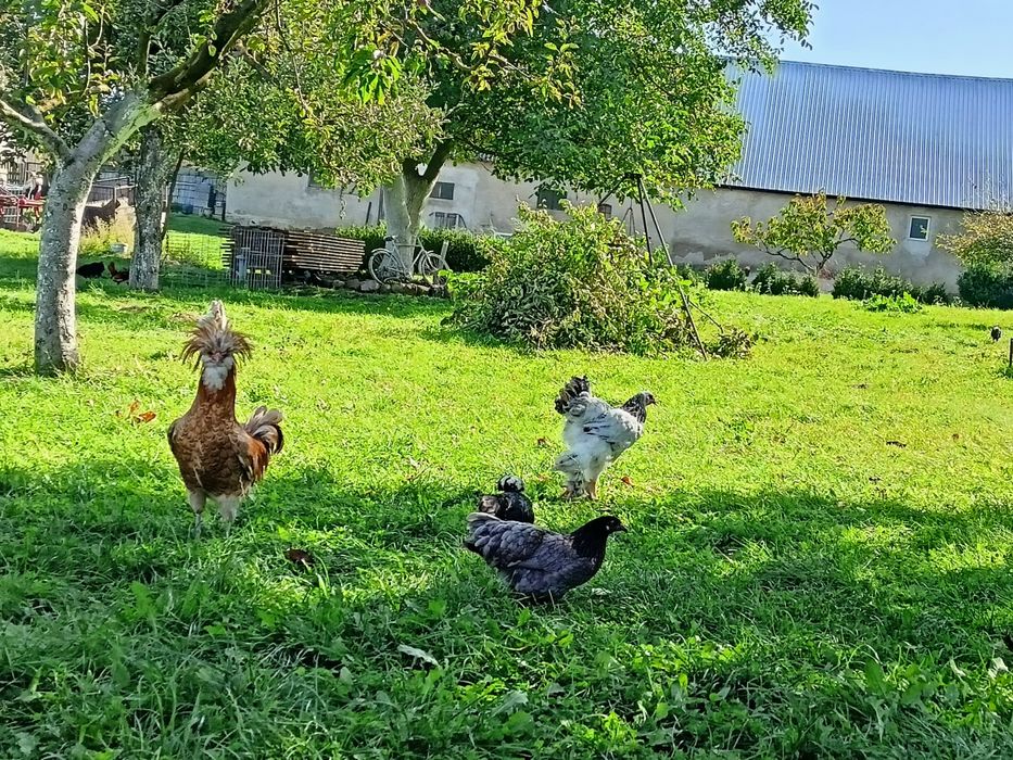 Sprzedam kury ozdobne