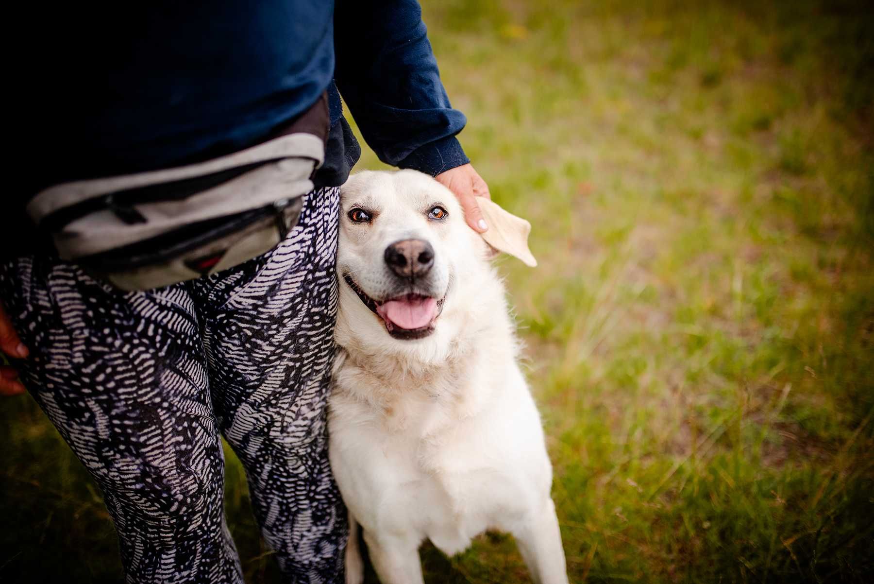 Kokos w typie labradora. Pilna adopcja!