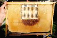 Система для выведения 40 пчеломаток . система никот . вывод маток