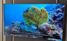 65 calowy TV Samsung Smart UHD TV UE65NU7452
