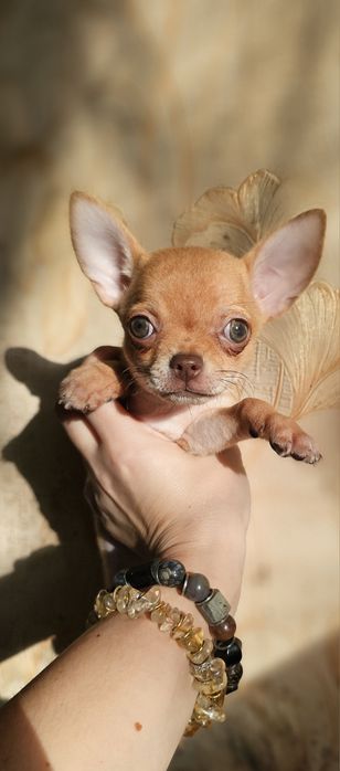 Девочка чихуахуа КСУ