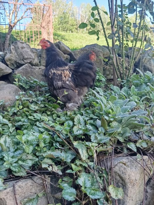 Sprzedam koguty kochiny miniaturowe