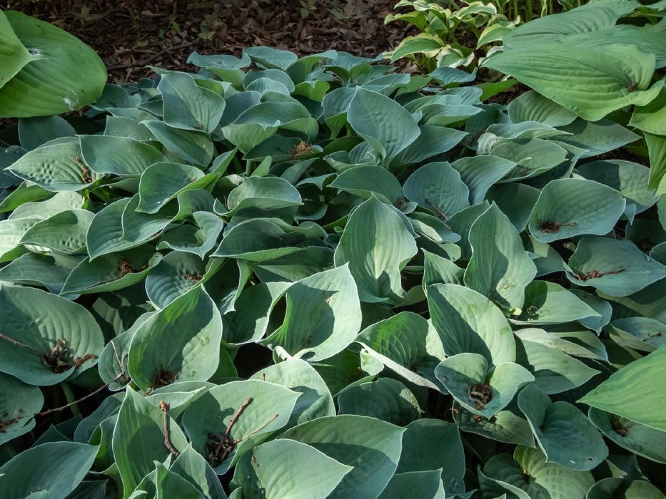 Funkia Hosta 'Pacific Blue Edger' Doniczka 2.0L Niska odmiana
