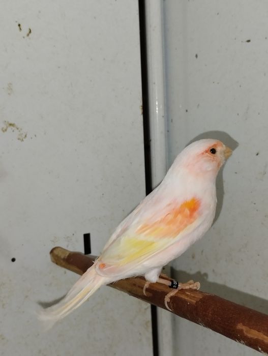 Samce kanarki czerwone i mozaiki