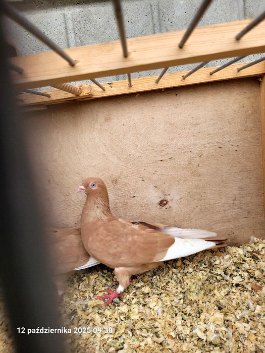 Gołębie budapeszty, deresze, ciaposze