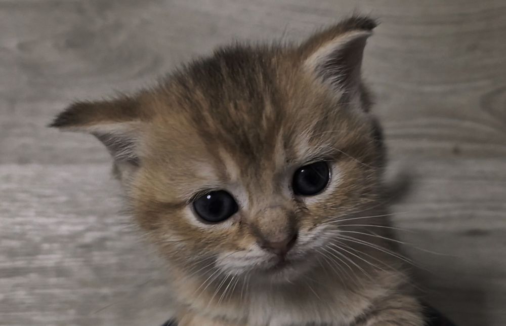 Шотландские вислоухие и прямоухие котята, девочки и мальчик