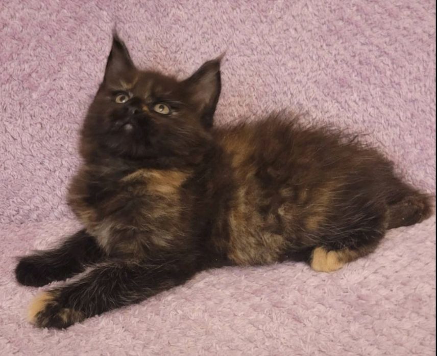 котята мейн-кунов из  международного питомника