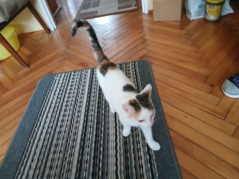 Kotka trikolorka  5 miesięczna szuka domu !