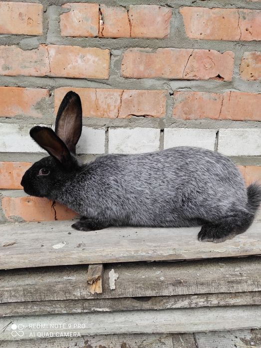 Кролі Полтавське срібло