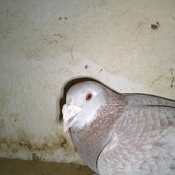 Gołębie staropolskie samice