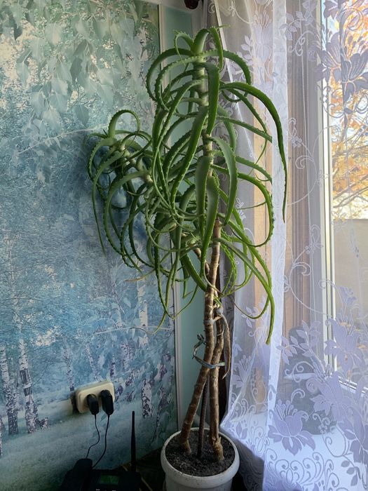 Продам 6-річний вазон алоє.