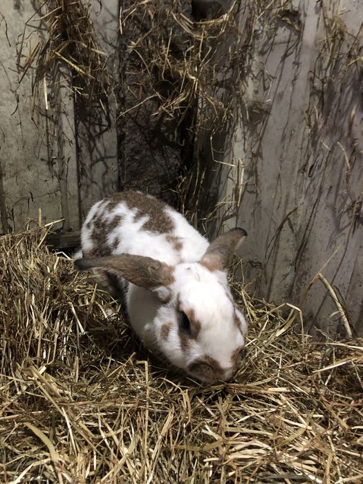 Coelho Macho reprodutor ainda jovem