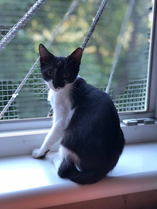 Котенок мальчик 8  месяца бесплатно