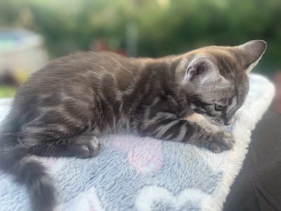 Kocurek bengalski. Srebro mink